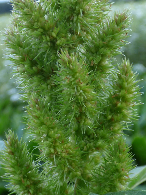Amaranthus retroflexus